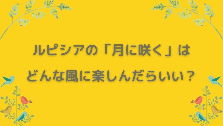 ルピシア　月に咲く